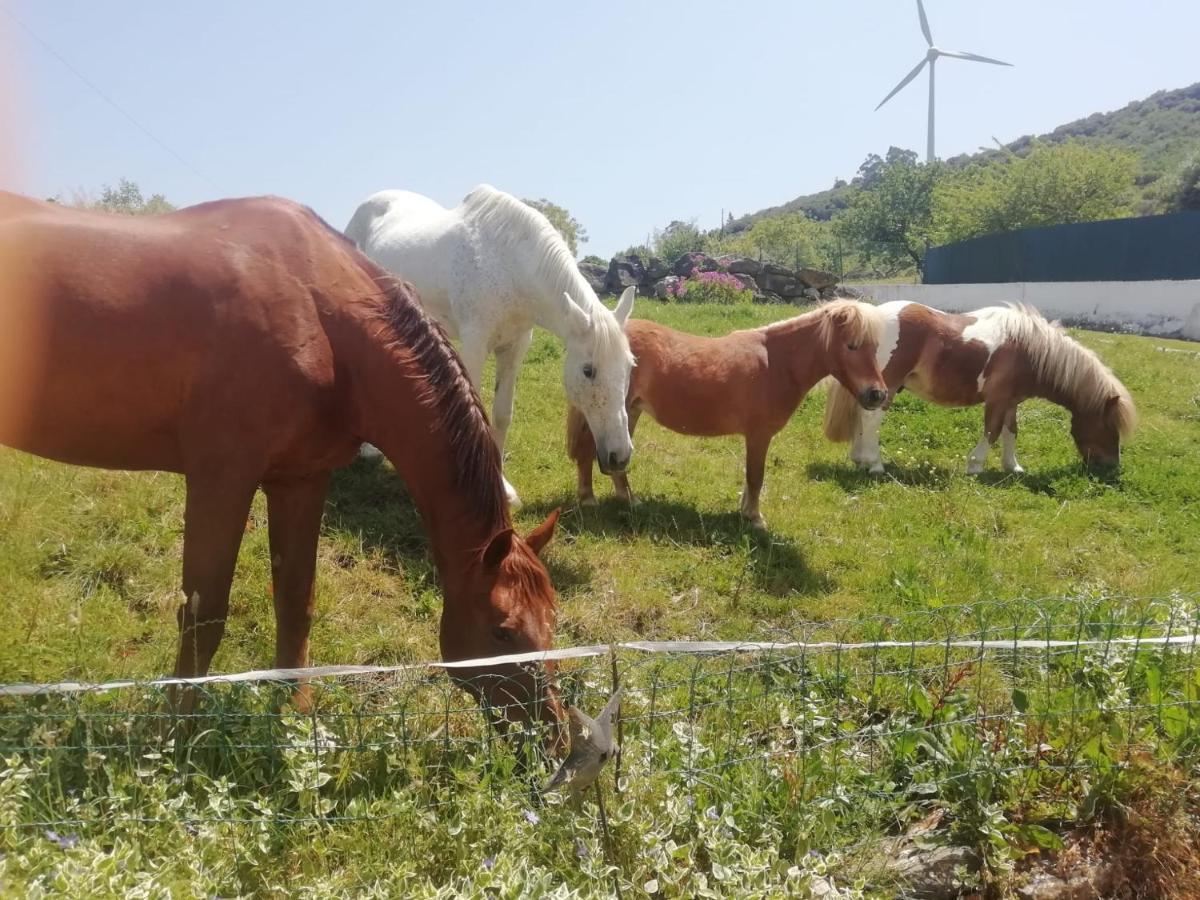 Casinha De Ferias No Campo - Quintinha Dos Cavalos - Arruda Dos Vinhos Sabugos エクステリア 写真